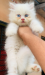 Pure Persian all male kitten